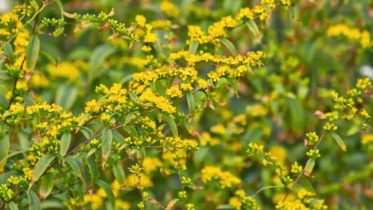 Blue Stemmed Goldenrod