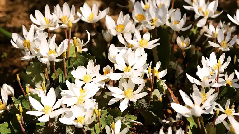 Bloodroot