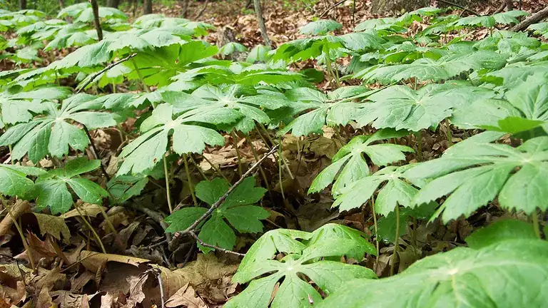 Mayapple