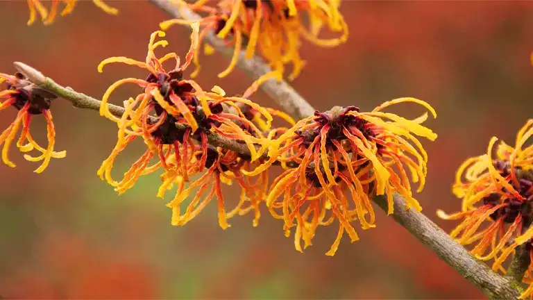 Witch Hazel