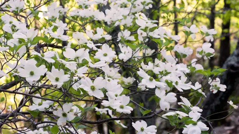 Flowering Dogwood