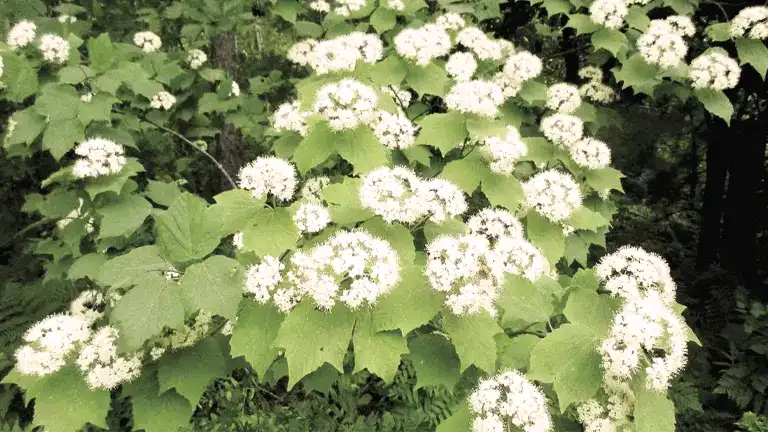 Mapleleaf Viburnum