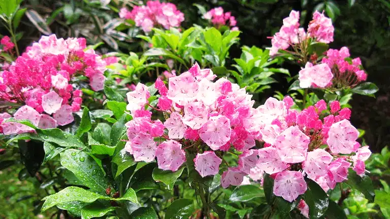 Mountain Laurel