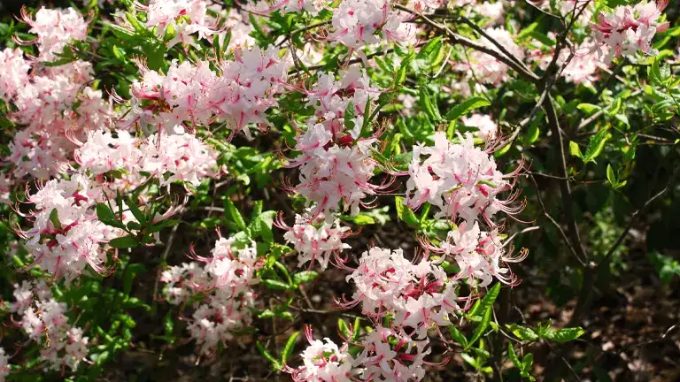 Pinxter Azalea