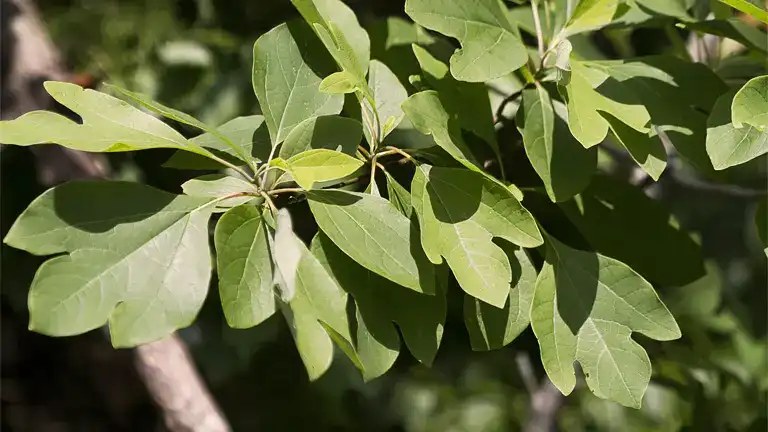 Sassafras