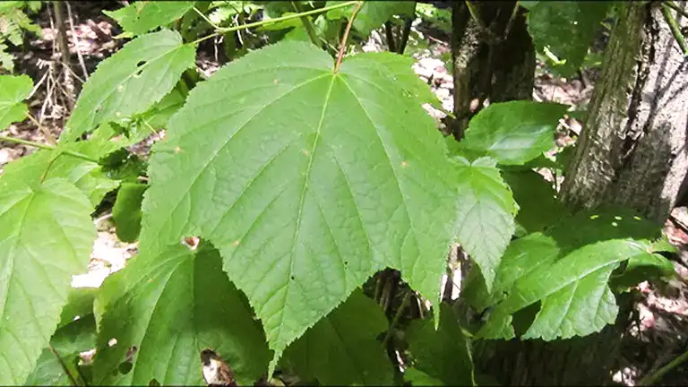 Striped Maple