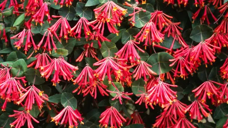 Trumpet Honeysuckle