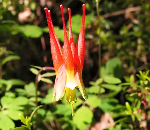 Western Red Columbine
(Aquilegia elegantula)