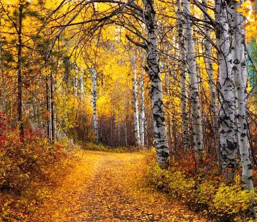 Aspen Tree