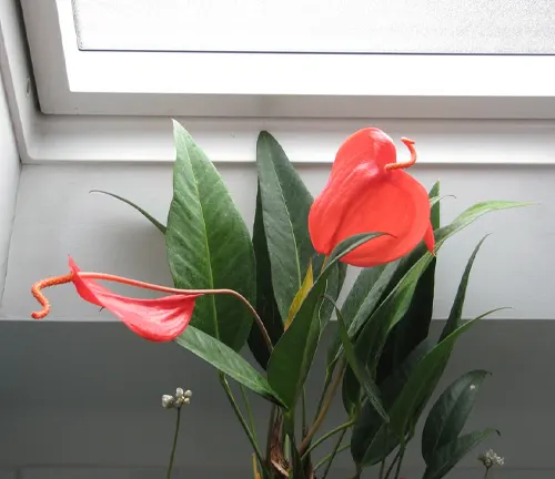 The image presents a red anthurium plant with green leaves, positioned in front of a window. The plant features two striking red flowers, each with long, thin, orange stamens that add a touch of contrast. The leaves of the plant are long and pointed, enhancing the overall aesthetic. The background is composed of a white window frame set against a gray wall, providing a neutral backdrop that allows the vibrant colors of the anthurium plant to stand out.