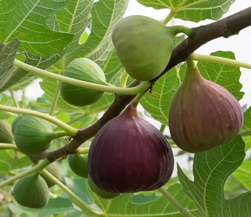 The image features a branch of a fig tree with figs hanging from it. The figs are of different sizes and colors, with some being green and others being purple, indicating varying stages of ripeness. The leaves on the branch are green and have a distinctive shape, adding to the natural beauty of the scene. The background is blurred and appears to be a garden or orchard, providing a serene and lush backdrop for the fig tree branch.