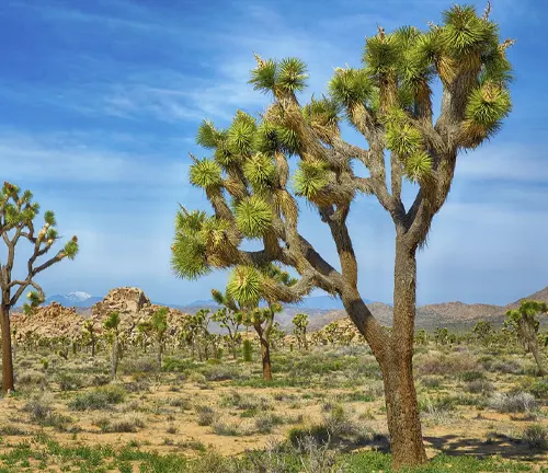 Yucca brevifolia
(Joshua Tree)