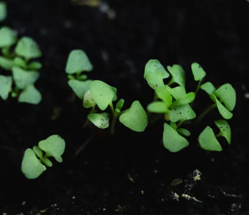 The image showcases small, light green seedlings with two leaves each, sprouting from moist, dark soil. The background, out of focus, reveals more soil and seedlings.