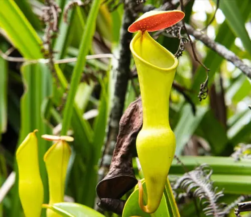 This is an image of a vibrant yellow pitcher plant with a contrasting red lid, nestled amidst lush green foliage in a tropical environment.