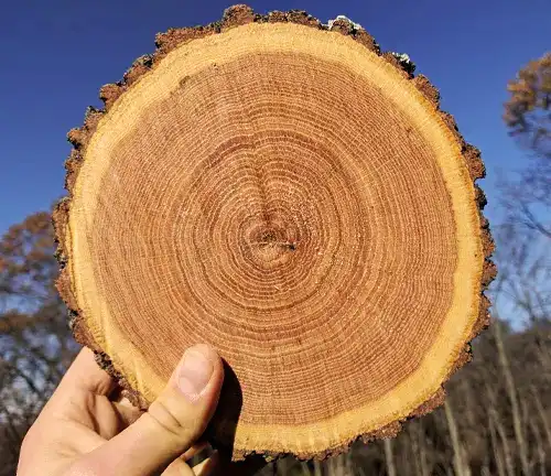 Rot Resistance Oak Lumber