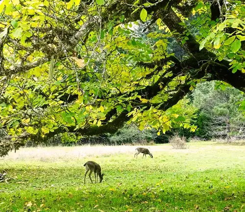 Walnut Tree