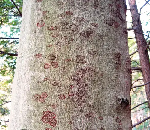 Threats and Conservation of Beech Tree