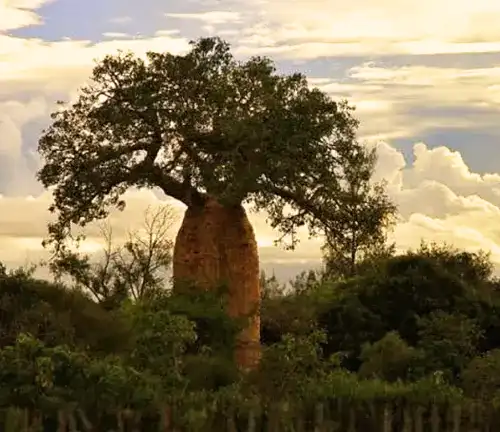 Adansonia perrieri (Perrier's Baobab)