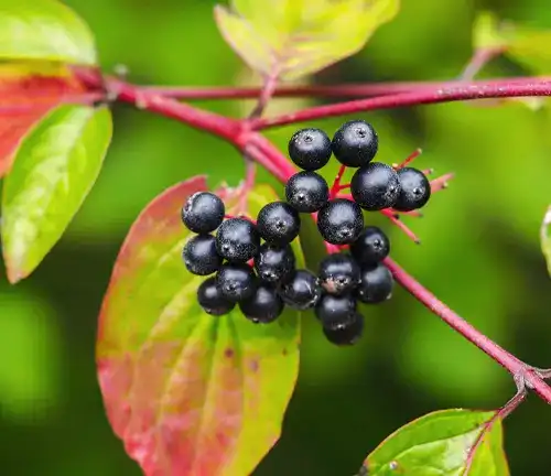 Nannyberry
(Viburnum lentago)