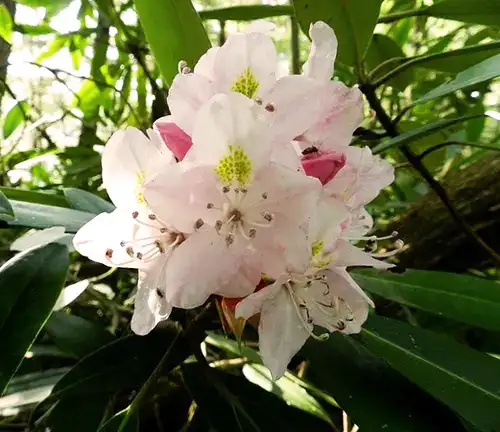 Rhododendron maximum
(Rosebay Rhododendron)