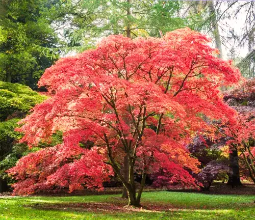 Acer palmatum
(Japanese Maple)
