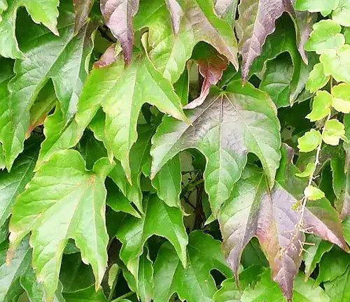 Parthenocissus tricuspidata
(Boston Ivy or Japanese Creeper)