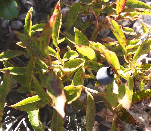 Vaccinium boreale
(Northern Lowbush Blueberry)