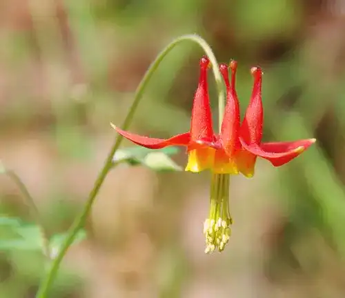 Crimson Columbine
(Aquilegia formosa)