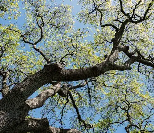 Ash Tree Cultural and Historical Significance