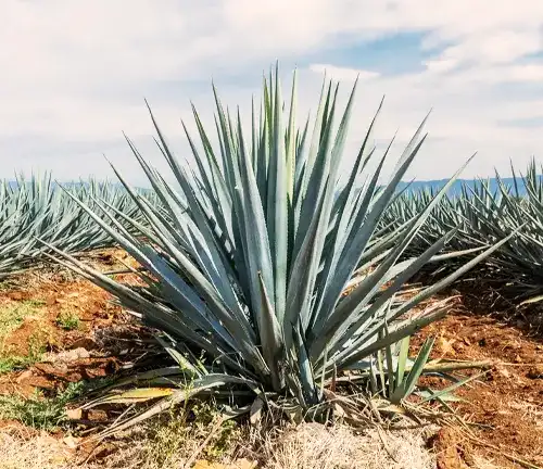 Agave tequilana
(Blue Agave)