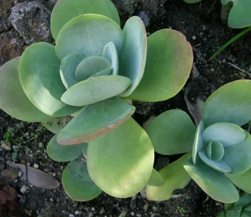 Kalanchoe Plant