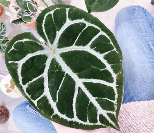 The image features a close-up view of a heart-shaped green leaf with distinct white veins, held in a person’s hand. The leaf has a glossy texture that reflects light, adding to its visual appeal. The background includes potted plants and a glimpse of a person’s leg, suggesting an indoor or garden setting. The photo is taken from a top-down perspective, emphasizing the leaf’s shape and details.