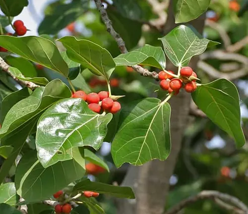 The image features a tree branch adorned with green, glossy leaves and clusters of small, round, ripe red berries. The bright sunlight shining on the leaves enhances their vibrant color and glossy texture. The background, although blurred, reveals glimpses of other branches and leaves, adding depth to the scene. This daytime shot beautifully captures the natural beauty and vitality of the tree.