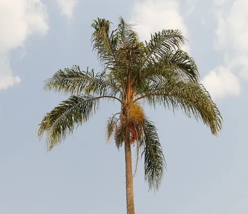 Queen Palm (Syagrus romanzoffiana)