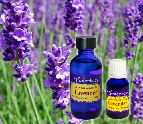 The image features two dark blue bottles of “Tinderbox Lavender Essential Oil 60ml” with gold caps, set amidst a field of blooming lavender flowers.
