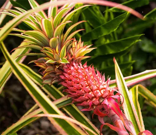 Red Pineapple
(Ananas bracteatus)