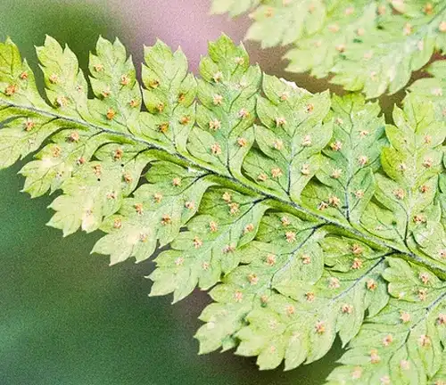 Dryopteris intermedia 
(Intermediate Wood Fern)