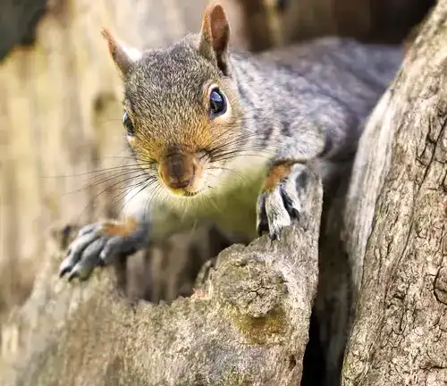Squirrel on Oriental Beech Tree