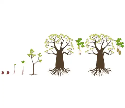 Life Cycle of Baobab Tree