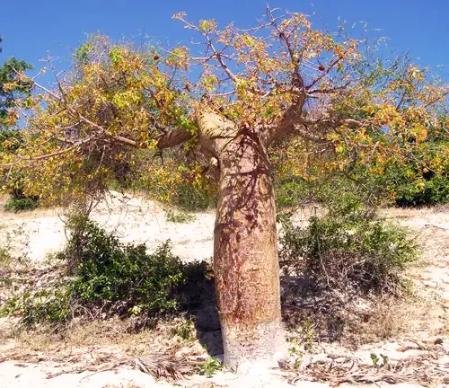 Adansonia rubrostipa (Fony Baobab)