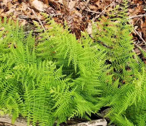 Eastern Hay-Scented fern
(Dennstaedtia punctilobula subsp. punctilobula)