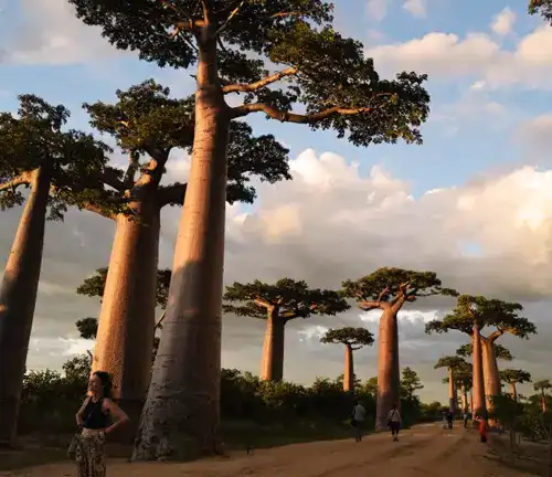 Grandidier's Baobab Tree