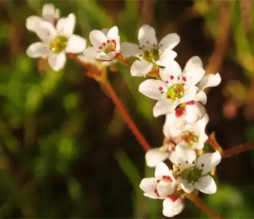 Micranthes californica
(California Saxifrage)