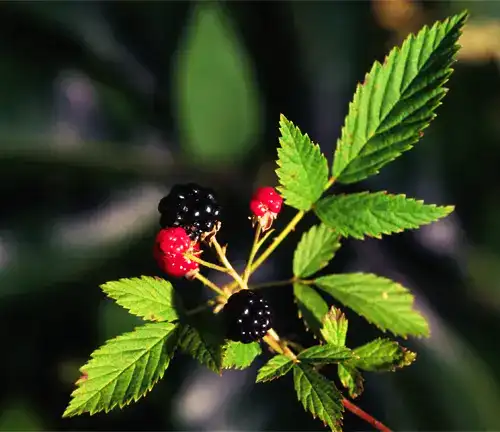 Common Dewberry
(Rubus flagellaris)