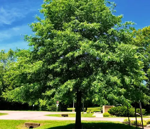 Pin Oak Tree