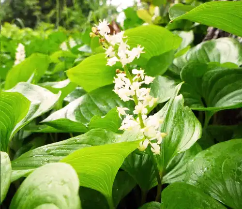 Pygmy False Lily of the Valley
(Maianthemum nuda)