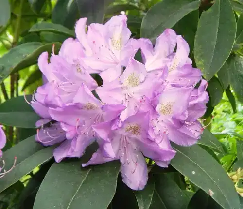 Rhododendron catawbiense (Catawba Rhododendron)