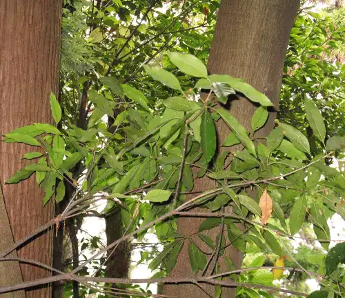Japanese Evergreen Oak Tree Botanical Features