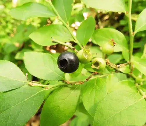 Vaccinium pallidum
(Dryland Blueberry)