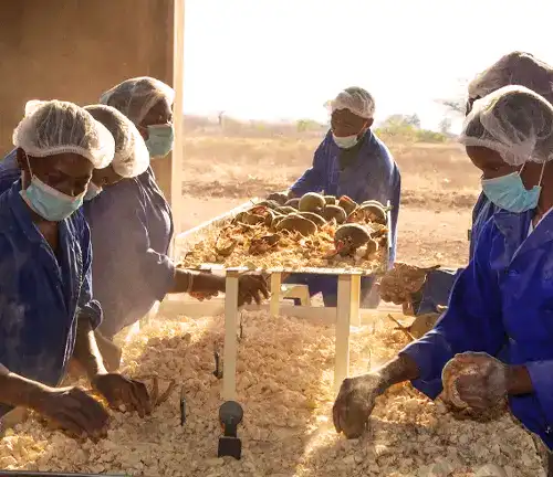 antioxidants of Baobab Tree